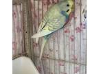 Adopt Teal Bonded To Blue a Budgie bird in Duncan, BC (34535126)