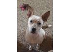 Adopt Cali a White - with Brown or Chocolate Australian Cattle Dog / American