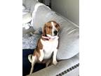 Adopt Scout a Tricolor (Tan/Brown & Black & White) Beagle / Mixed dog in Orem