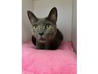 Xena, Domestic Shorthair For Adoption In Traverse City, Michigan
