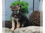 German Shepherd Dog PUPPY FOR SALE ADN-378301 - AKC German Shepherd For Sale