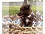 Australian Shepherd-German Shepherd Dog Mix PUPPY FOR SALE ADN-378163 - Sadie1