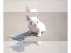 French Bulldog PUPPY FOR SALE ADN-378097 - Top Quality Frenchie
