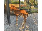2022 Weaning Filly Chestnut Hanoverian By First Dance