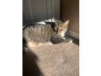 Adopt Snickers a Brown or Chocolate Egyptian Mau (short coat) cat in Howell