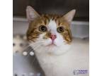 Adopt FRED a Orange or Red Tabby Domestic Shorthair (short coat) cat in Tucson