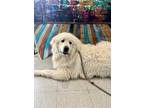 Adopt Ranger a White Great Pyrenees / Mixed dog in Moncton, NB (34548513)