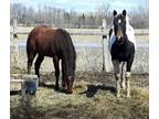 Two Yearling Gelding for Sale