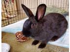 Adopt Onyx A Havana / Mixed Rabbit In Oceanside, CA (34546623)