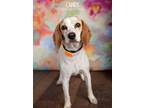 Adopt Candy a Tan/Yellow/Fawn - with White Beagle dog in Littleton