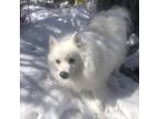 Adopt Carley a White American Eskimo Dog / Mixed dog in Regina, SK (34545957)