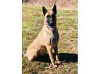 Adopt Miss Gypsy a Tan/Yellow/Fawn - with Black Belgian Malinois / Mixed dog in