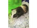 Adopt Little One a Guinea Pig small animal in Lincoln, NE (34541842)