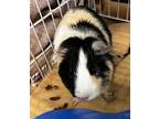 Adopt Goose a Guinea Pig small animal in Prince George, BC (34545036)