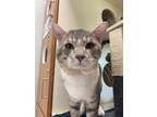 Adopt Jeremiah a Gray or Blue Domestic Shorthair / Domestic Shorthair / Mixed