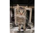 Adopt RANGE ROVER a Brown Tabby Domestic Shorthair / Mixed (short coat) cat in