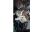 Adopt Puss a Brown Tabby American Shorthair / Mixed (short coat) cat in Bryant