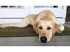 Adopt Sadie Sully *LOCAL* a Tan/Yellow/Fawn - with White Great Pyrenees / Akbash