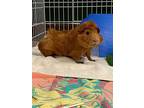 Oliver, Guinea Pig For Adoption In Prince George, British Columbia