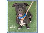 Adopt WHIZ a Black Basset Hound / Labrador Retriever / Mixed dog in Marietta