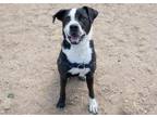 Adopt OLLIE a Pit Bull Terrier, Mixed Breed