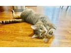Adopt Tilly is spectacular terrific too cool for words! a Bengal, Torbie
