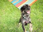 Adopt TINSLEY a Yorkshire Terrier, Schnauzer