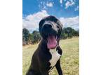 Adopt Woody a Pit Bull Terrier, Border Collie