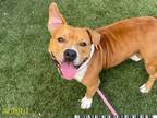 Adopt DUDLEY a Staffordshire Bull Terrier, Mixed Breed