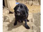 Adopt Molson a Labrador Retriever, Dachshund