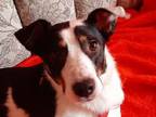 Adopt Stepa a Jack Russell Terrier, Mixed Breed