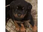 Rottweiler Puppy for sale in Lakeville, MN, USA