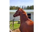 Handsome Saddlebred offered for sale