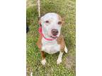 Adopt Jazzy a Brown/Chocolate - with White Catahoula Leopard Dog / Mixed dog in
