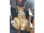 Adopt Whiskers a Orange or Red Tabby Bengal / Mixed (medium coat) cat in