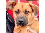 Adopt Patrick a Black Mouth Cur / Mixed dog in Bloomfield, CT (34555262)