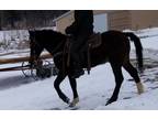 Bold Ruler Curly rules againbig blackbay gelding ridedrive Amish broke