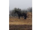 Black Spanish Andalusian mare