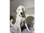 Adopt Saydie a White Akbash / Great Pyrenees dog in Manvel, TX (34553678)
