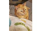 Adopt Grace a Orange or Red Tabby American Shorthair / Mixed (short coat) cat in