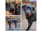 Adopt Barkley a Black Labrador Retriever / Mixed Breed (Medium) / Mixed dog in