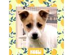 Adopt Keeli a Collie / Mixed dog in Littleton, CO (34552833)