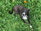 Adopt Sadie a Black - with White Border Collie / Mixed dog in San Diego