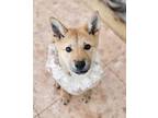 Adopt Seola a Tan/Yellow/Fawn Jindo / Shiba Inu / Mixed dog in toronto