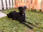 Adopt Shadow a Black - with White Whippet / Poodle (Standard) / Mixed dog in