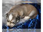 Siberian Husky PUPPY FOR SALE ADN-379427 - Purebred female siberian husky puppy