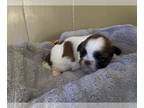 Zuchon PUPPY FOR SALE ADN-379127 - Zuchon puppies