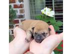 Shiba Inu Puppy for sale in Carthage, TX, USA