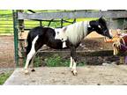 Miniature show quality mare AMHR registered LOUD Pinto paw prints BLUE eyes