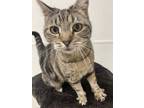 Adopt Elena a Gray or Blue Domestic Shorthair / Domestic Shorthair / Mixed cat